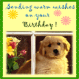 Pet Birthday Cards