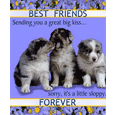 Friendship Forever Greeting Cards
